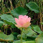 Le Lotus (Nelumbo)